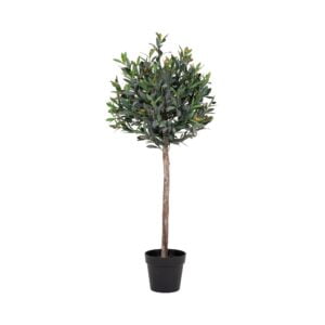 Can Olivenbaum in 120 cm Topf